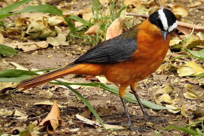 Обыкновенная горихвостка (Phoenicurus Phoenicurus)
