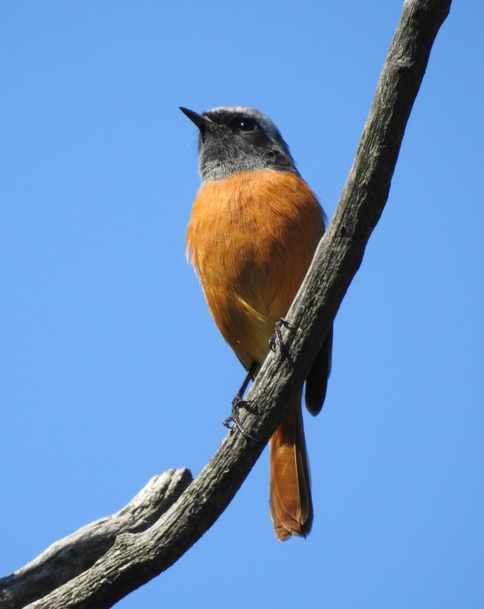 Petroica phoenicea