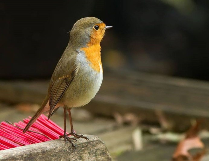 Зарянка Малиновка самец