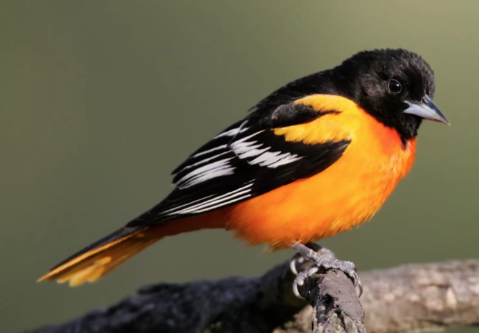 Птица с оранжевой грудкой