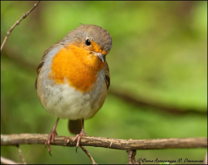 Обыкновенная Зарянка