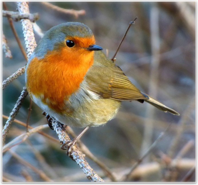 Redbreast птица