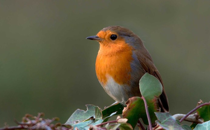 Коноплянка (Реполов) (cannabina cannabina);