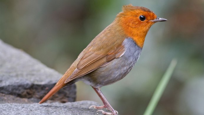 Рыжая птица