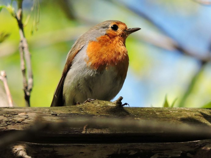 Зарянка, Щур