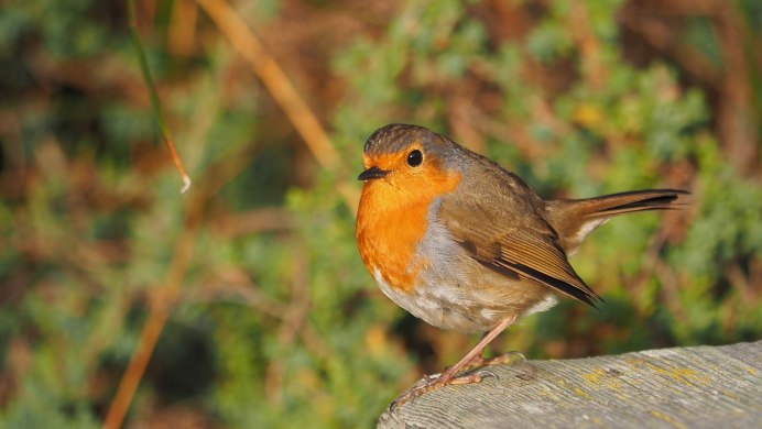 Коричнево оранжевая птица
