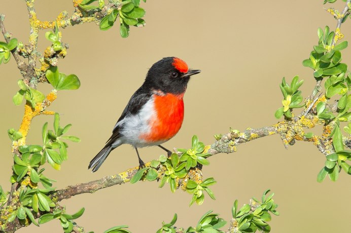 Зарянка птица фото