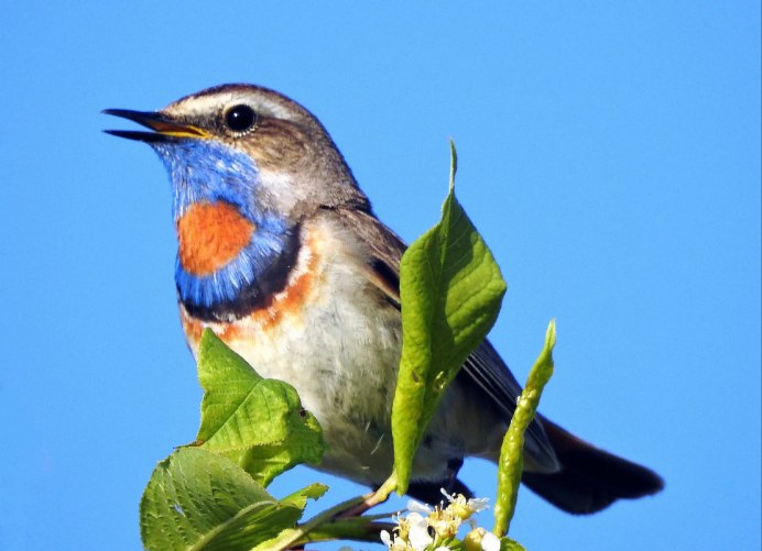 Голубая варакушка