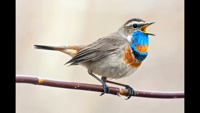 Красногрудый Дрозд