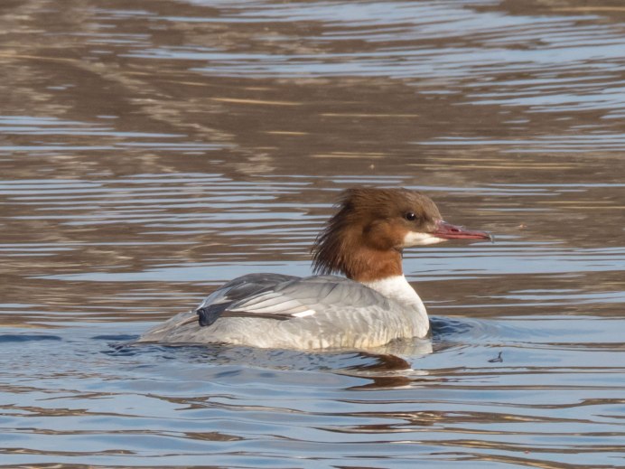 The Smew (Mergellus albellus)
