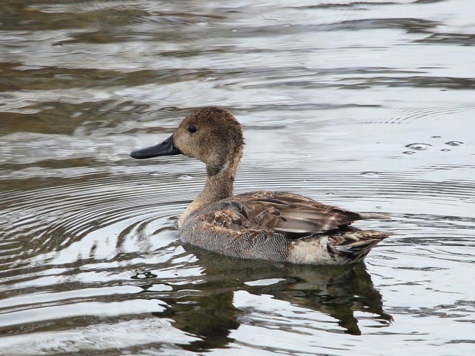 Большой крохаль Mergus Merganser