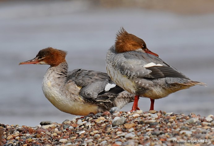 Lophodytes cucullatus