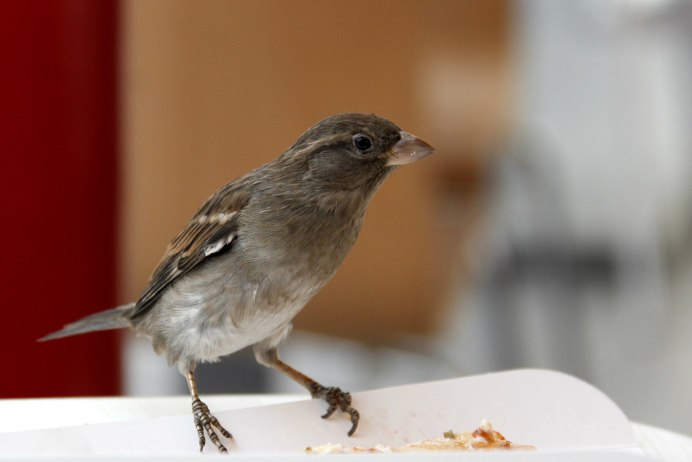 Птички похожие на Воробьев