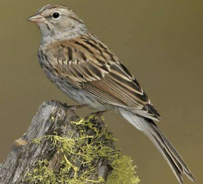 Маленькая птичка похожая на воробья