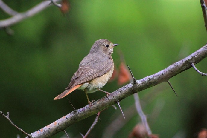 Обыкновенная горихвостка (Phoenicurus Phoenicurus)