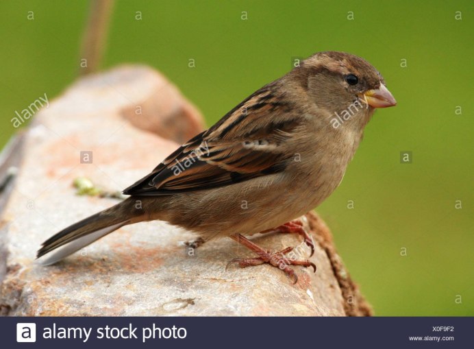 Маленькая птичка похожая на воробья