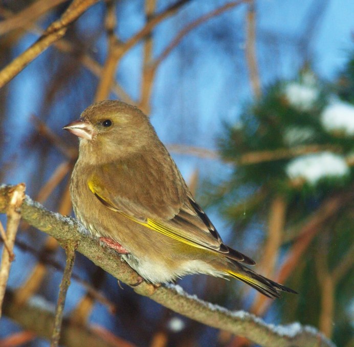Овсянка и зеленушка