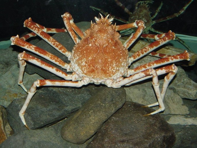 Краб Geosesarma Tomato