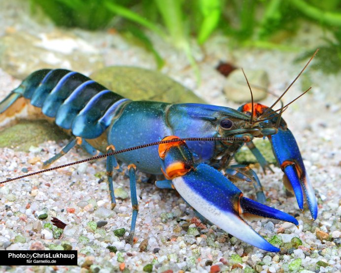 Огромный Радужный краб