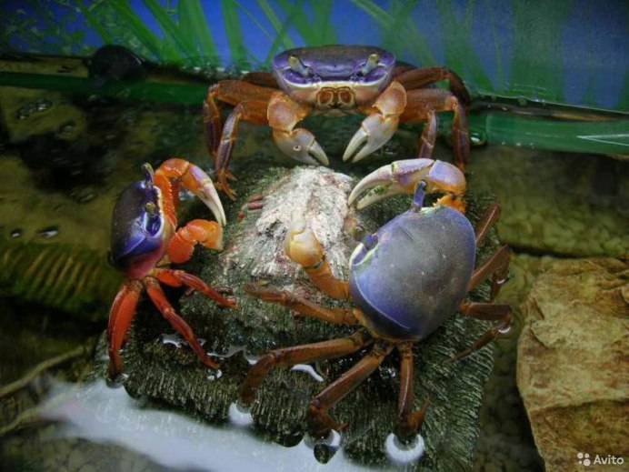 Краб в аквариуме