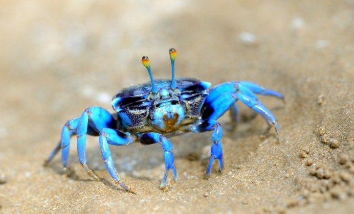 Флоридский краб