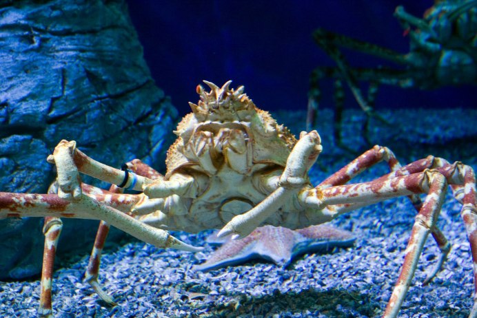 Limnopilos naiyanetri