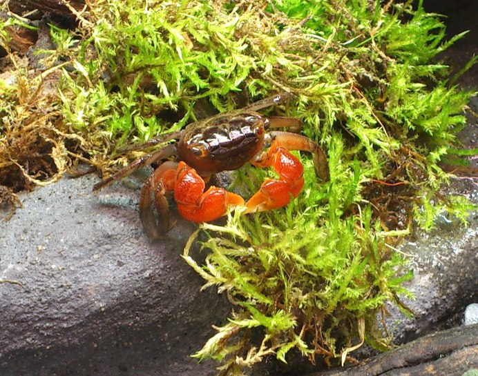 Земляной краб