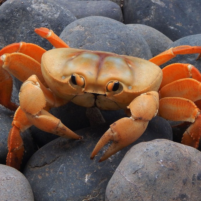 Летающий краб