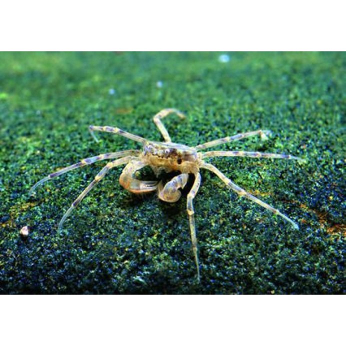 Ptychognathus barbatus