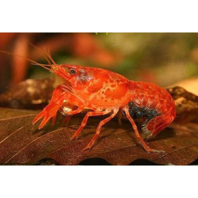 Краб Канцер