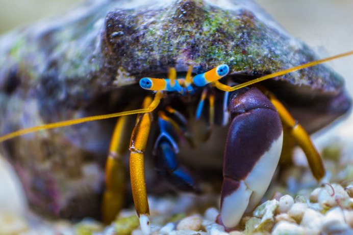 Краб оранжевый аквариумный