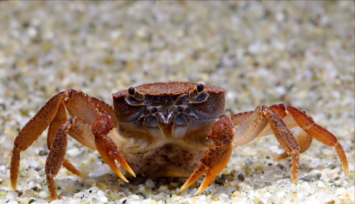 Радужный краб взрослый