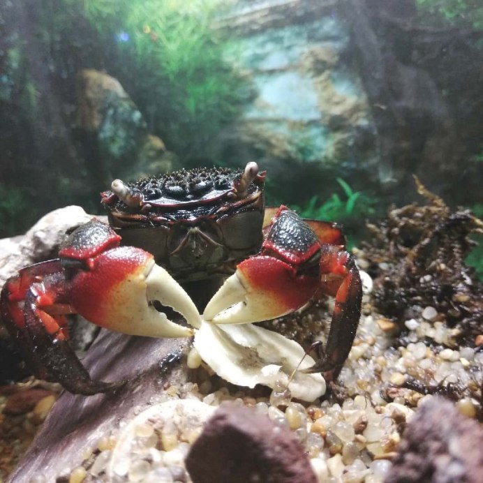 Радужный краб Нора