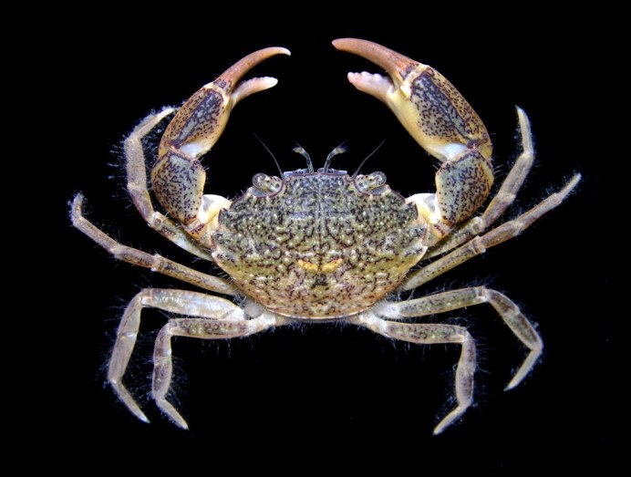 Толстый краб