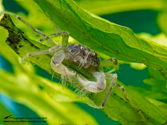 Limnopilos naiyanetri