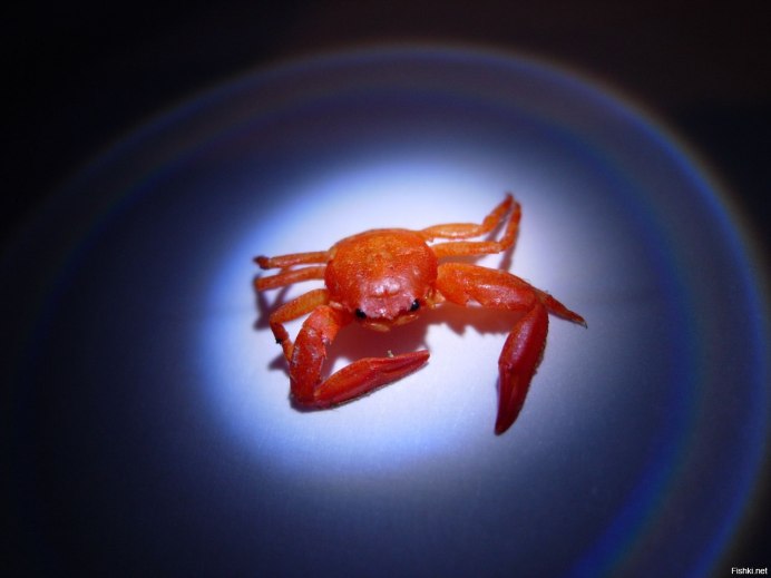Стеснительный краб
