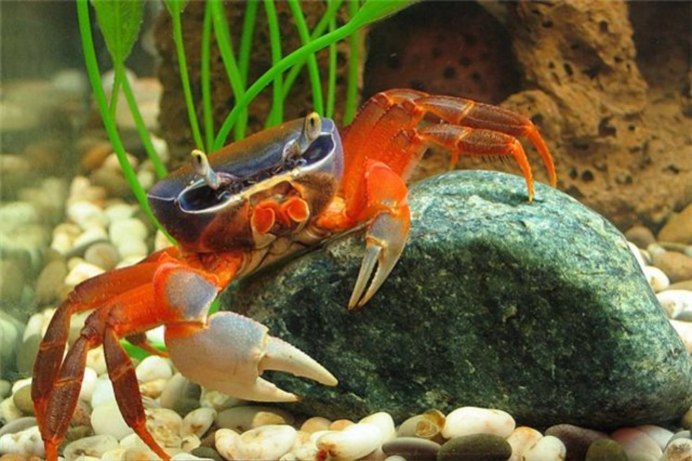 Карликов Крабы