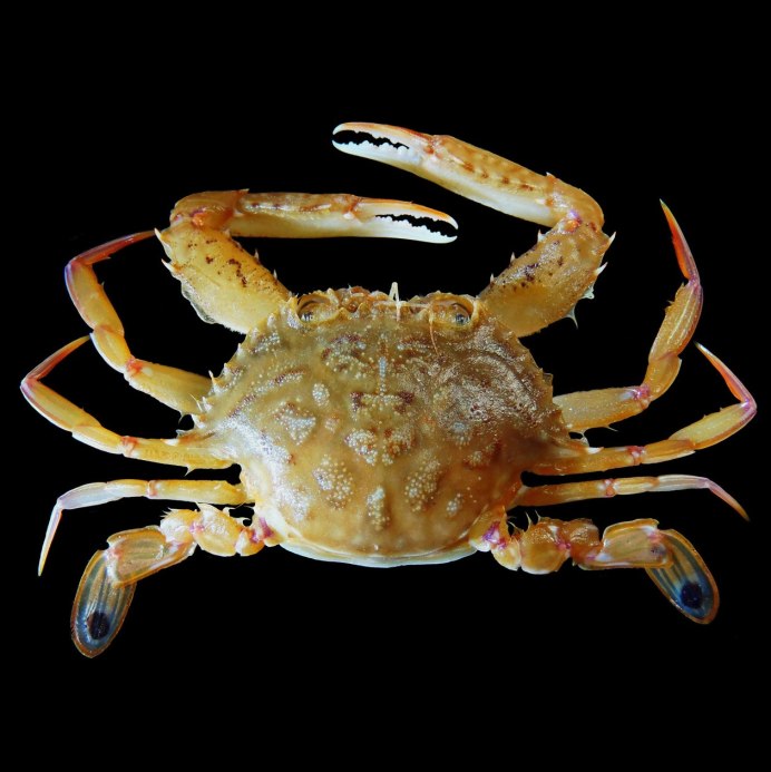 Краб в аквариуме с рыбками