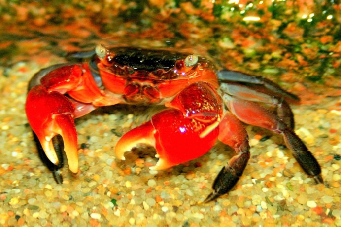 Японский краб Бонито