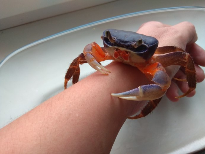 Среда обитания краба