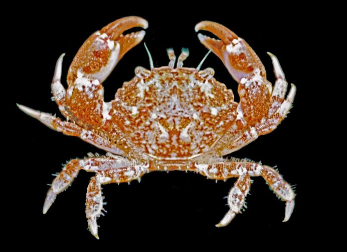 Радужный мангровый краб