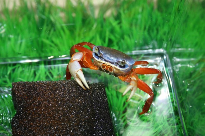 Limnopilos naiyanetri