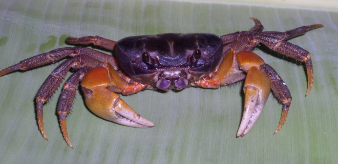 Краб маленький морской