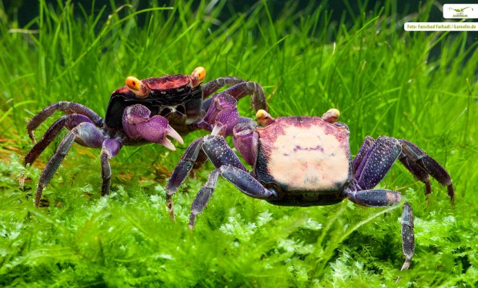 Grapsus Grapsus краб