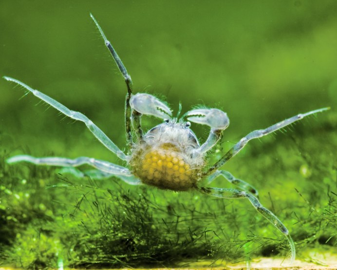 Карликовый краб паучок