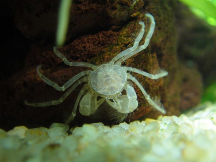 Крабы Geosesarma