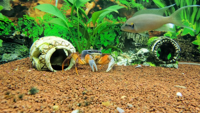 Cambarellus patzcuarensis