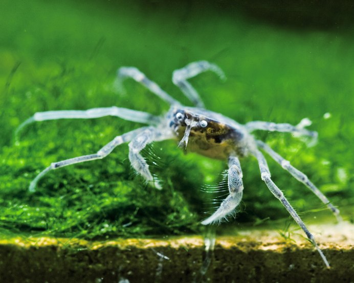 Карликовый краб паучок
