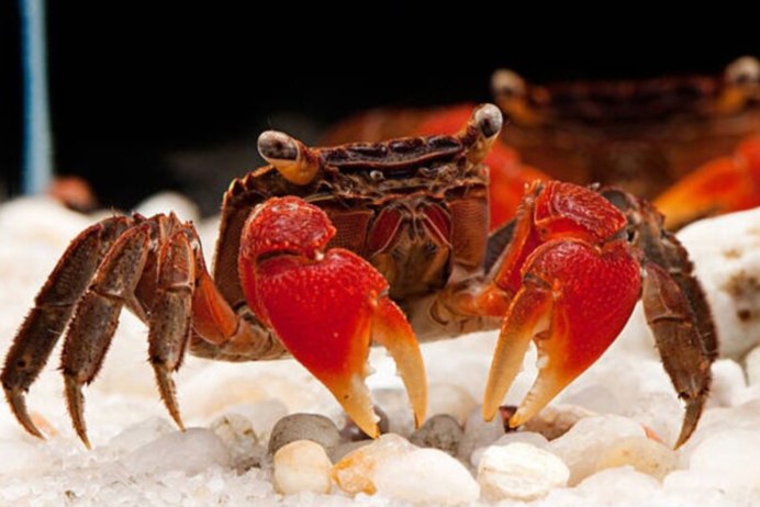 Cambarellus puer купить в Москве