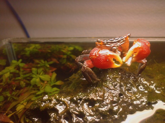 Маленький краб